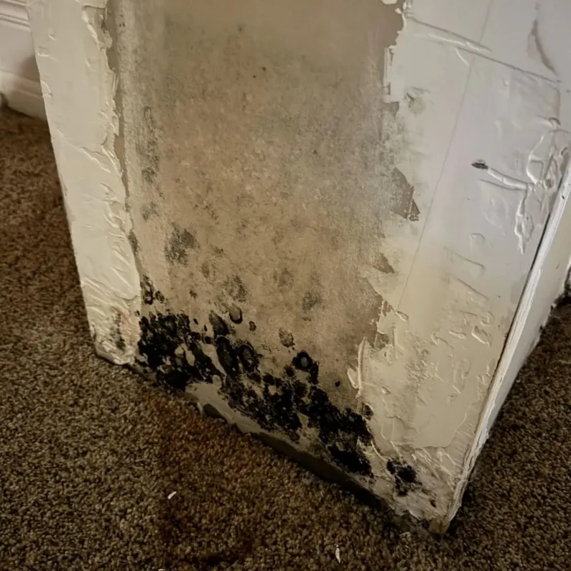 Professional Mold Removal in Webster, NY